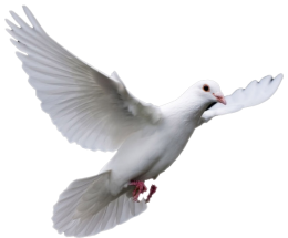 Hochzeitstauben Paradies Hochzeitstauben Fur Berlin Brandenburg Weisse Tauben