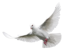 Hochzeitstauben Heusenstamm