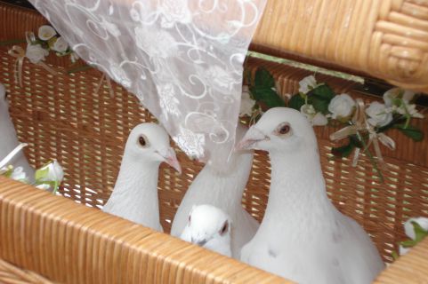 Hochzeitstauben